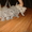продажа котят шотланские короткошерстные - Изображение #1, Объявление #689553