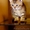 Продается Британский котенок! - Изображение #2, Объявление #699323