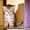 Продается Британский котенок! - Изображение #4, Объявление #699323