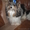 Йоркширский терер необычного окраса,Бивер - Изображение #2, Объявление #680656