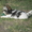 Йоркширский терер необычного окраса,Бивер - Изображение #5, Объявление #680656