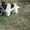 Йоркширский терер необычного окраса,Бивер - Изображение #3, Объявление #680656