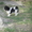 Йоркширский терер необычного окраса,Бивер - Изображение #6, Объявление #680656