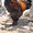 цыплята кохинхин карликовый - Изображение #5, Объявление #682007