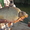 Живая рыба,  Карп Венгерский #728192
