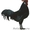 Андалузские цыплята - Изображение #1, Объявление #764540