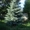 Декоративные деревья крупномеры - Изображение #1, Объявление #825913