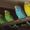 Перепела, попугаи волнистые и неразлучники - Изображение #3, Объявление #851805