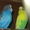 Перепела,  попугаи волнистые и неразлучники #851805