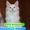 Котята Гиганты породы Мейн Кун - Изображение #1, Объявление #921390