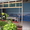 Отдых на Черном море в  г. Геленджике в частном секторе в уютных комнатах, с удо - Изображение #5, Объявление #924134