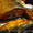 Осетр "Сибирский",вяленая,г/к,х/к, рыбная продукция - Изображение #3, Объявление #948004