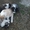 щенки Среднеазиатской овчарки(алабая) - Изображение #2, Объявление #983125