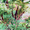 Семена аморфы ( декоративный кустарник, прекрасный медонос) - Изображение #1, Объявление #1015537