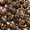 Семена клещевины Северная пальма - Изображение #4, Объявление #1015535