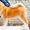 Высокопородный, перспективный щенок акита ину  - Изображение #1, Объявление #1074306