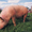Недорогое мясо свинины - Изображение #3, Объявление #1179412