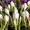 Крокусы – оптовая продажа цветов к 8 марта. - Изображение #2, Объявление #1188779
