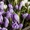 Крокусы – оптовая продажа цветов к 8 марта. - Изображение #3, Объявление #1188779