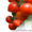 Семена Китано. Предлагаем купить семена томата ХИТОМАКС F1 - Изображение #2, Объявление #1214340