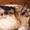 Сиамский котик приглашает кисочек на вязку - Изображение #5, Объявление #1251866