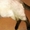 Сиамский котик приглашает кисочек на вязку - Изображение #3, Объявление #1251866