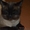 Сиамский котик приглашает кисочек на вязку - Изображение #2, Объявление #1251866