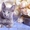Русский голубой котенок от Чемпиона Мира   #1395581