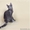 Русский голубой котенок от Чемпиона Мира   - Изображение #2, Объявление #1395581