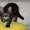 Котята мейн-кунов из питомника Президент - Изображение #1, Объявление #1453651