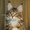 Котята мейн-кунов из питомника Президент - Изображение #2, Объявление #1453651
