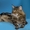 Котята мейн-кунов из питомника Президент - Изображение #3, Объявление #1453651