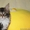 Котята мейн-кунов из питомника Президент - Изображение #4, Объявление #1453651