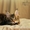 Котята мейн-кунов из питомника Президент - Изображение #5, Объявление #1453651