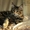Котята мейн-кунов из питомника Президент - Изображение #7, Объявление #1453651