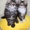 Котята мейн-кунов из питомника Президент - Изображение #8, Объявление #1453651