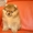 Продаются милые щенки померанского шпица - Изображение #2, Объявление #1504855