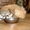 Продаются милые щенки померанского шпица - Изображение #3, Объявление #1504855