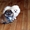 Продаются милые щенки померанского шпица - Изображение #4, Объявление #1504855