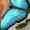 Продажа Живых тропических бабочек Голубых Морф #1513669