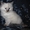 Котята породы невская маскарадная - Изображение #2, Объявление #1540058