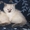 Котята породы невская маскарадная - Изображение #1, Объявление #1540058