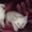 Очаровательные сиамские кошечки - Изображение #5, Объявление #1540055