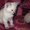 Очаровательные сиамские кошечки - Изображение #9, Объявление #1540055
