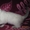 Очаровательные сиамские кошечки - Изображение #10, Объявление #1540055