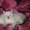Очаровательные сиамские кошечки - Изображение #1, Объявление #1540055