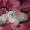 Очаровательные сиамские кошечки - Изображение #2, Объявление #1540055