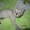 Сиамские (тайские) котята - Изображение #1, Объявление #1563108