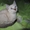 Сиамские (тайские) котята - Изображение #2, Объявление #1563108