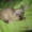 Сиамские (тайские) котята - Изображение #4, Объявление #1563108
